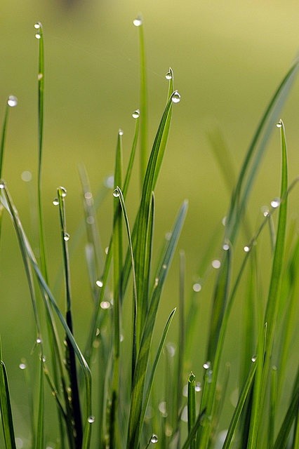 绿色的草，雨
green grass, ...