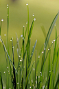 绿色的草，雨
green grass, rain 
