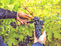 gq328|JPG葡萄提子农场葡萄酒庄园农场采摘高清图片海报背景素材-淘宝网