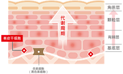 爱喝酒的小汤圆吖采集到肌肤问题