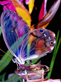 An amber phantom butterfly | Flutterbys