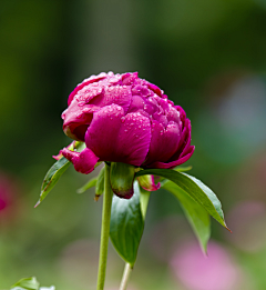 AOSJOSB1采集到芍药