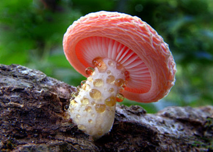 粉色的蘑菇，蘑菇也来卖萌。。。