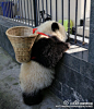 #功夫熊猫cosplay# 太萌了！！一岁的大熊猫宝宝背上背篓，戴上草帽cosplay《功夫熊猫》中的阿宝→O熊猫戴草帽cos功夫熊猫 这位大侠的神情姿势窝给100分！图via@卧龙大熊猫俱乐部