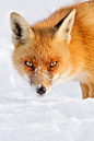 Fox Photograph - Red Fox In The Snow by Roeselien Raimond