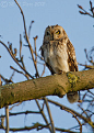 Short-eared Owl (Asio flammeus) set 1 (Explored) 作者 M.D.Parr (was Dipperish)