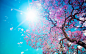 General 2560x1600 cherry blossom sky trees purple plants