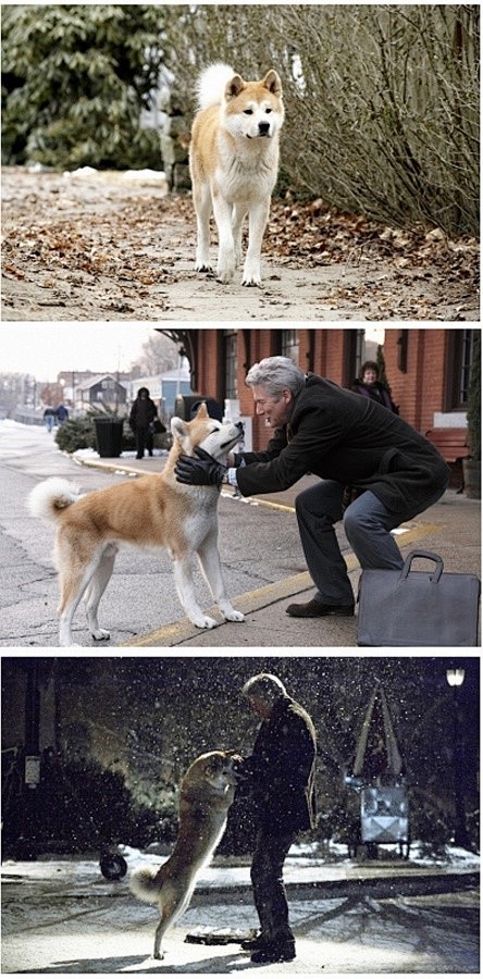 【忠犬八公】生与死的距离对于狗来说它是无...