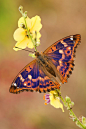 ~~Apatura ilia ~ (Rara farfalla europea) butterfly by Lorenzo Shoubridge~~