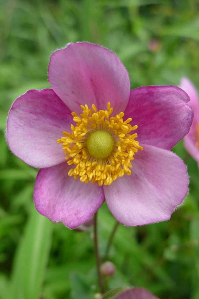 大火草
大火草，学名：Anemone t...