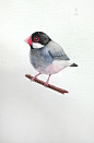 郑阿文  的插画 一只小胖鸟