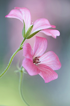 月光漫过珍珠的夏采集到花开不夏