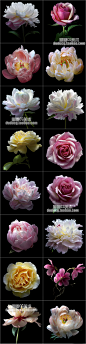 821 植物花卉摄影集 光影 色彩写真花瓣特写 平面美术设计素材-淘宝网