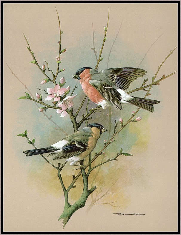 Basil Ede-鸟类绘画