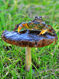 Photograph Mushroom friendly by Mustafa Öztürk on 500px