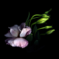 Photograph LYSIANTHUS in CHIAROSCURO... by Magda indigo on 500px