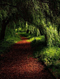 Path through the forest