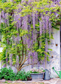 Wisteria - one of my favourite plants