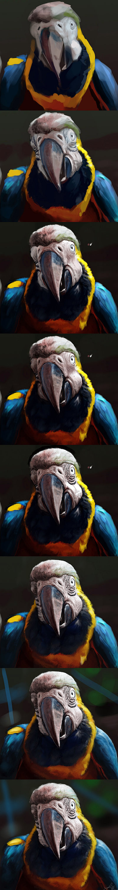 Photo Study: Macaw S...