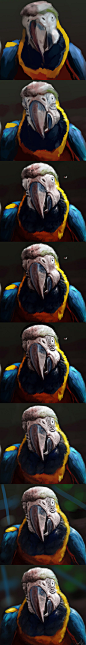 Photo Study: Macaw Steps by TwoDD on deviantART