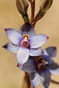 Thelymitra