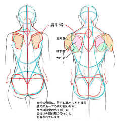 布言空采集到人物结构