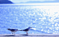 Gulls Birds Sea Summer Pavement Sunshine HD Wallpaper - ZoomWalls