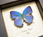 Evenus Tagyra Hairstreak | Real Butterfly Gifts Framed Butterflies and Insect Displays