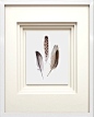"Feathers III" by PI Galerie, With Quad Mat, White Glossy Molding, 17"x21" traditional-artwork