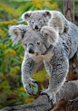 Koala joey cuteness by Ion Moe