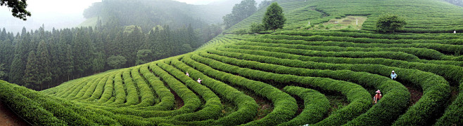 绿茶 背景