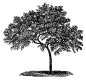 绿色大树手绘素描森林树木植物树木品种PNG免抠设计素材  (6)