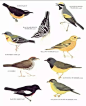 【绘画参考】鸟类参考~让你见识一下鸟类群体的庞大之处吧~