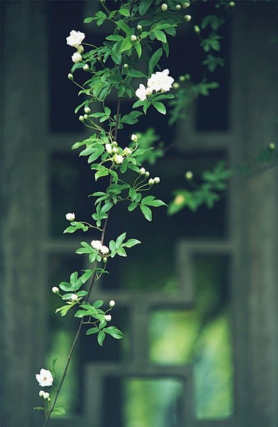 一春晴雨