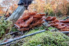 鸡蟹师采集到Mushroom