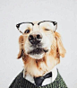 #设计视角# 国外时尚先生摄影新作微笑狗，最后一张你是认真的？ ​​​​
