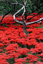 传说中， 彼岸花是开在冥界忘川彼岸的血一样绚烂鲜红的花。 有花无叶。 当灵…--Digu.com 收集优美图片，建立小清新图片墙！