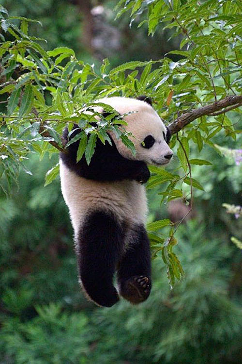 Panda © Muhammad Ash...