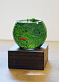 I don't like the size or the fish but a really big bowl with that algae/plants