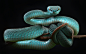 General 1920x1200 snake animals reptiles