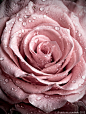 Pink Rose