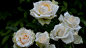 盛开的白玫瑰花丛