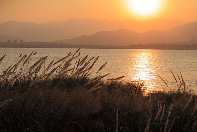 夕阳、江、芦苇