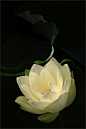 Lotus Flower....timeless beauty, the struggle to rise