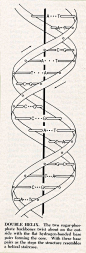 Watson & Crick, credited with the discovery of DNA's double helix structure