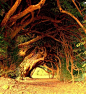 1000年历史的红豆杉树，威尔士 