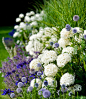 Hydrangea Annabelle with Agapanthus, Salvia 'Mainacht' and Echinops retro   蓝刺头+绣球