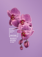 Pantone - Color of the Year 2014 : For the launch of 2014 Color of the Year the focus the idea was to design a campaign that convey a color statement. 5 iconic images are created around the name of the Color: Radiant Orchid. 11 more are created with the i