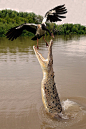 ponderation:

Darwin Northern Territory Saltwater Crocodile by francomottironi 
