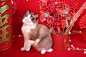 新年拍摄宠物猫猫布偶照片